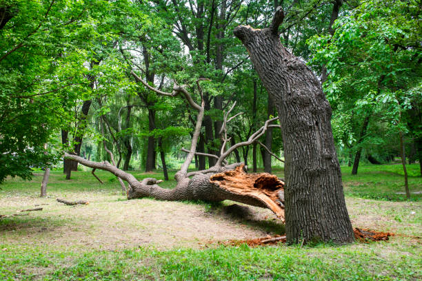 Best Tree Removal  in Heyburn, ID